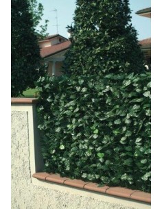 SIEPE LAURO H.100 MT.3 2