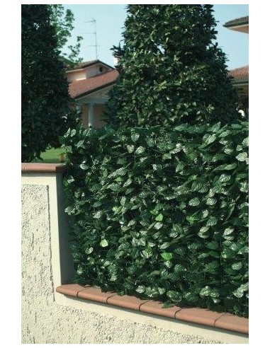 SIEPE LAURO H.150 MT.3 SIEPE LAURO H.150 MT.3