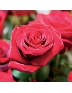 CONCIME PER ROSE GR.1000 2