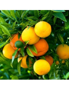 CONCIME LIQUIDO PER AGRUMI... 2