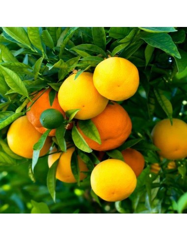 CONCIME LIQUIDO PER AGRUMI GR.1150 CONCIME LIQUIDO PER AGRUMI GR.1150