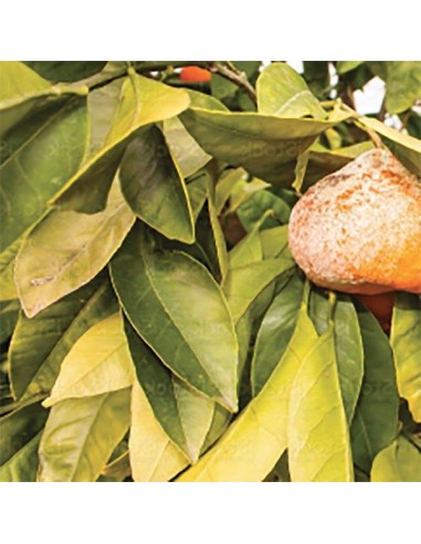 CONCIME "ENERGY" STIMOLANTE GR.500 CONCIME "ENERGY" STIMOLANTE GR.500