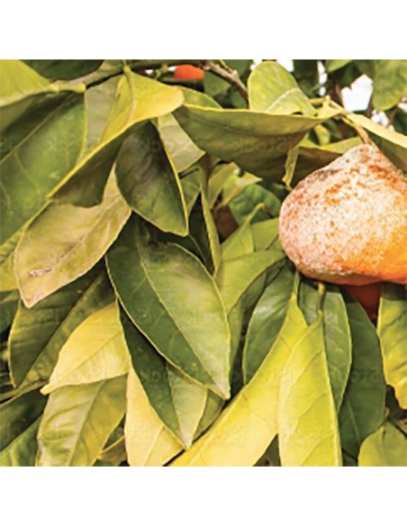 CONCIME "ENERGY" STIMOLANTE GR.500