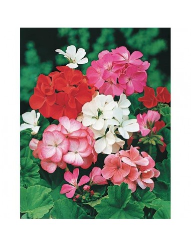 CONCIME LIQUIDO PER GERANI GR.1150 CONCIME LIQUIDO PER GERANI GR.1150