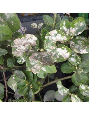 PROPOLI RTU ML.500 PROPOLI RTU ML.500