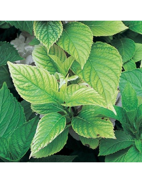 SOLFATO FERROSO LIQUIDO GR.1150