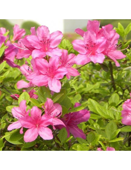 CONCIME PER AZALEE/RODODENDRI/CAMELIE GR.1000