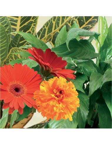 CONCIME UNIVERSALE LIQUIDO GR.1000 CONCIME UNIVERSALE LIQUIDO GR.1000