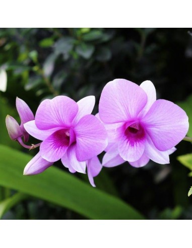 INTEGRATORE "NUTRE GIUSTO" PER... INTEGRATORE "NUTRE GIUSTO" PER...