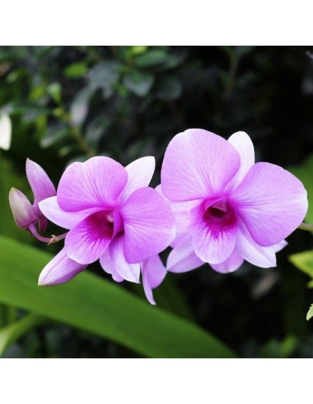 INTEGRATORE "NUTRE GIUSTO" PER ORCHIDEE 6X35ML