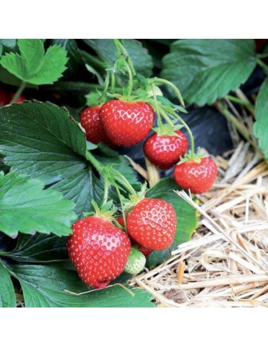 SANGUE DI BUE GR.1150 SANGUE DI BUE GR.1150