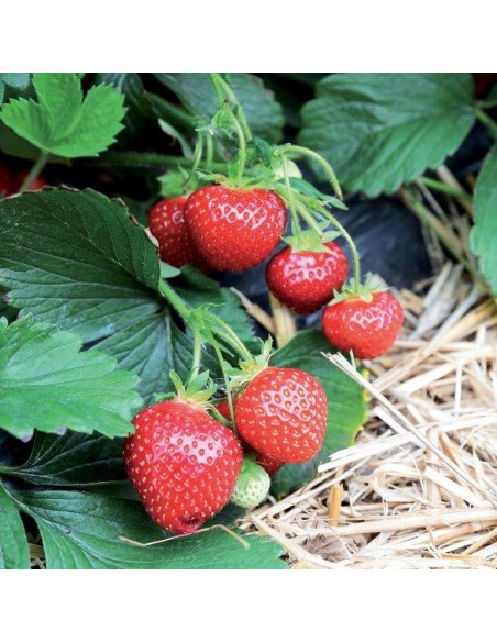 SANGUE DI BUE GR.1150