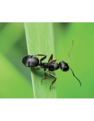 INSETTICIDA "MICROKILL" ML.500 INSETTICIDA "MICROKILL" ML.500