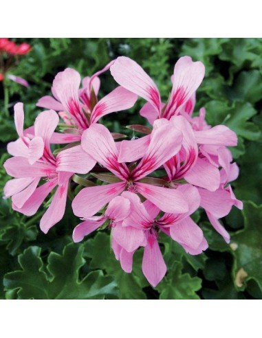 CONCIME LIQUIDO PER GERANI GR.1150 CONCIME LIQUIDO PER GERANI GR.1150