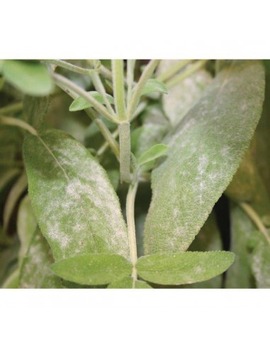 PROPOLI RTU ML.500 PROPOLI RTU ML.500