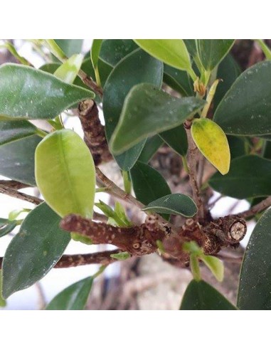 SOLFATO FERROSO LIQUIDO GR.1150 SOLFATO FERROSO LIQUIDO GR.1150