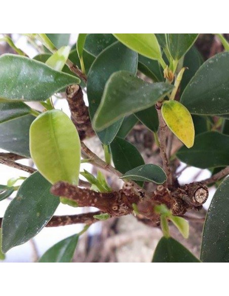 SOLFATO FERROSO LIQUIDO GR.1150