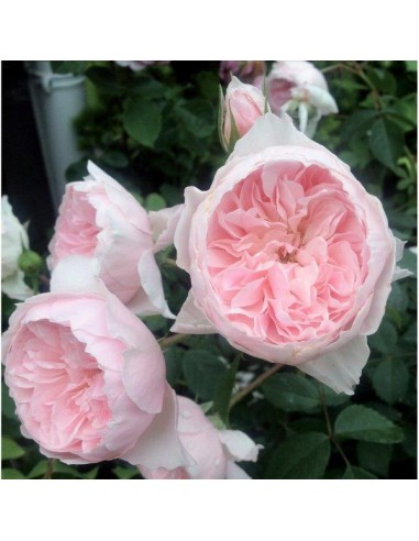 CONCIME PER AZALEE/RODODENDRI/CAMELIE... CONCIME PER AZALEE/RODODENDRI/CAMELIE...