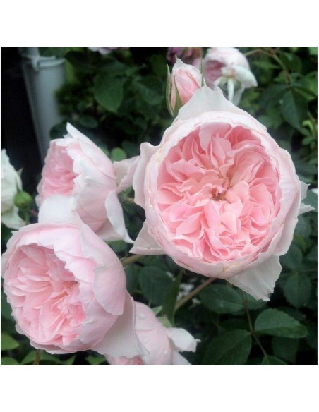 CONCIME PER AZALEE/RODODENDRI/CAMELIE GR.1000