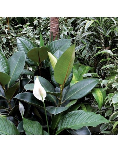 BALSAMO PROTETTIVO LUCIDA FOGLIE... BALSAMO PROTETTIVO LUCIDA FOGLIE...