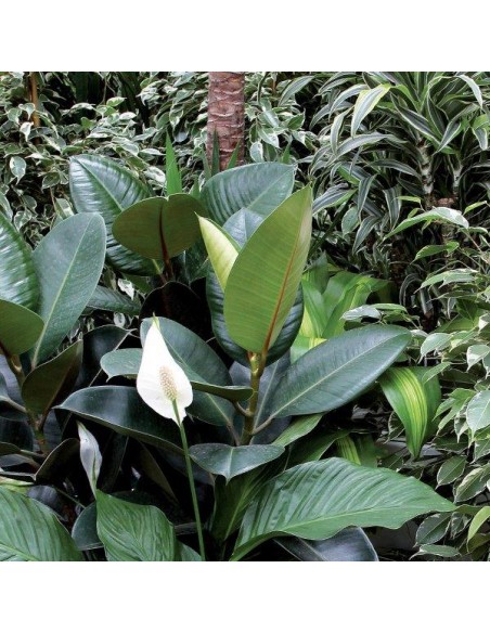 BALSAMO PROTETTIVO LUCIDA FOGLIE SPRAY 400ML