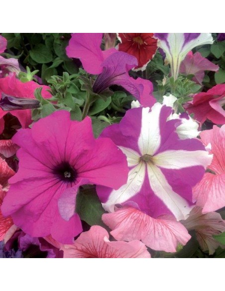 CONCIME PER GERANI E PIANTE FIORITE GR1000