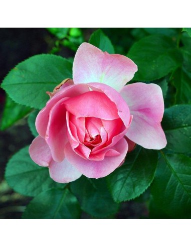 CONCIME PER ROSE GR.1000 CONCIME PER ROSE GR.1000