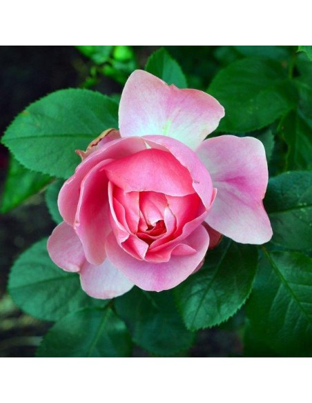 CONCIME PER ROSE GR.1000