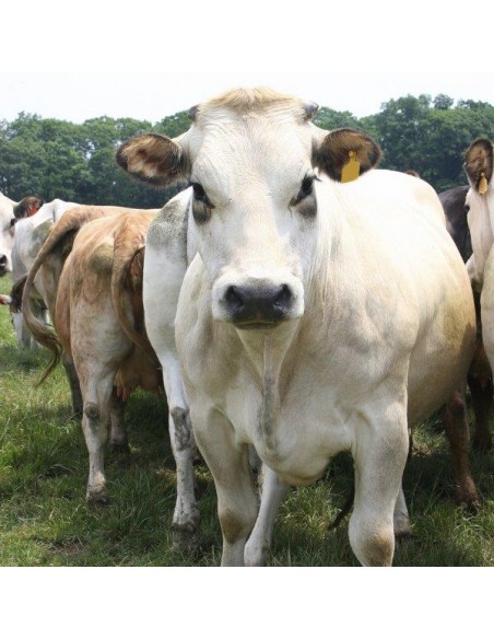 CONCIME STALLATICO "FERT STALL" KG.5