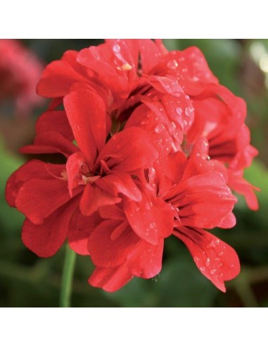 CONCIME LIQUIDO PER GERANI GR.1150 CONCIME LIQUIDO PER GERANI GR.1150