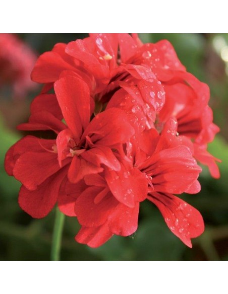 CONCIME LIQUIDO PER GERANI GR.1150