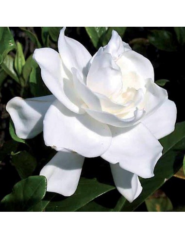 CONCIME PER AZALEE/RODODENDRI/CAMELIE... CONCIME PER AZALEE/RODODENDRI/CAMELIE...