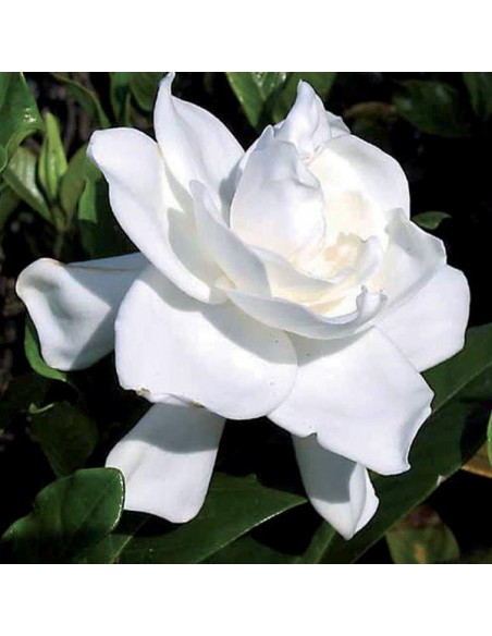 CONCIME PER AZALEE/RODODENDRI/CAMELIE GR.1000