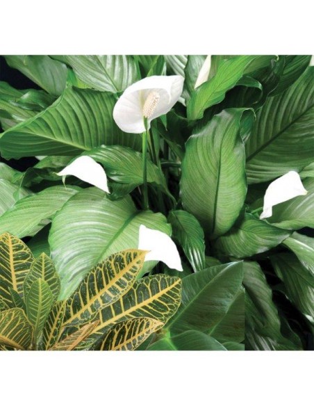 BALSAMO PROTETTIVO LUCIDA FOGLIE SPRAY 400ML