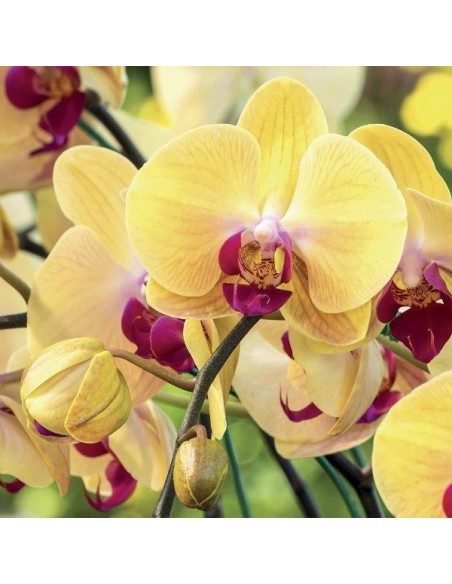 INTEGRATORE "NUTRE GIUSTO" PER ORCHIDEE 6X35ML