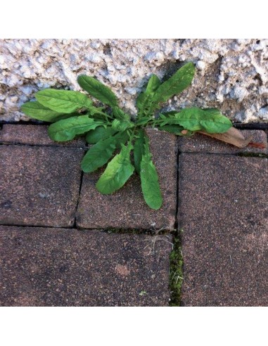 ACIDO ACETICO ML.1000 ACIDO ACETICO ML.1000