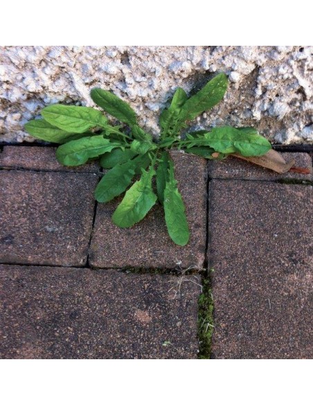 ACIDO ACETICO ML.1000