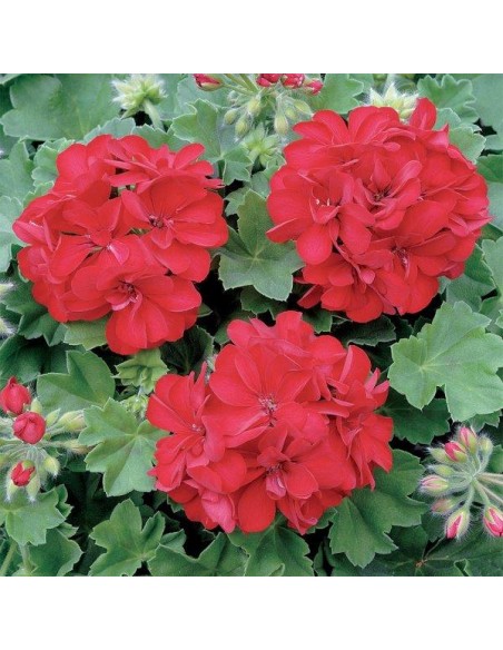 CONCIME LIQUIDO PER GERANI GR.1150