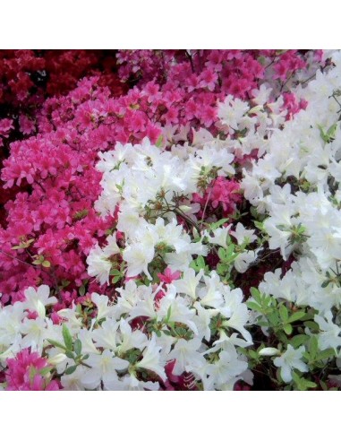 CONCIME PER AZALEE/RODODENDRI/CAMELIE... CONCIME PER AZALEE/RODODENDRI/CAMELIE...