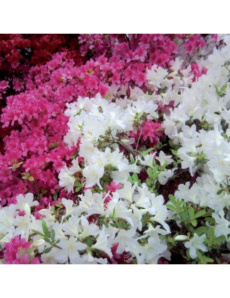 CONCIME PER AZALEE/RODODENDRI/CAMELIE GR.1000