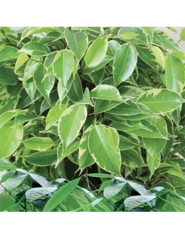 BALSAMO PROTETTIVO LUCIDA FOGLIE... BALSAMO PROTETTIVO LUCIDA FOGLIE...