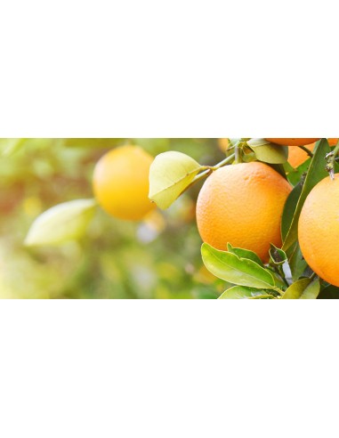 TERRICCIO PER AGRUMI LT.25 TERRICCIO PER AGRUMI LT.25