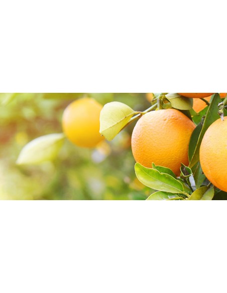 TERRICCIO PER AGRUMI LT.25