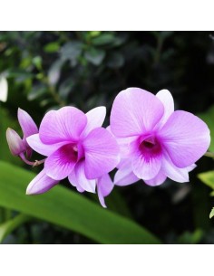 TERRICCIO ORCHIDEE... 2