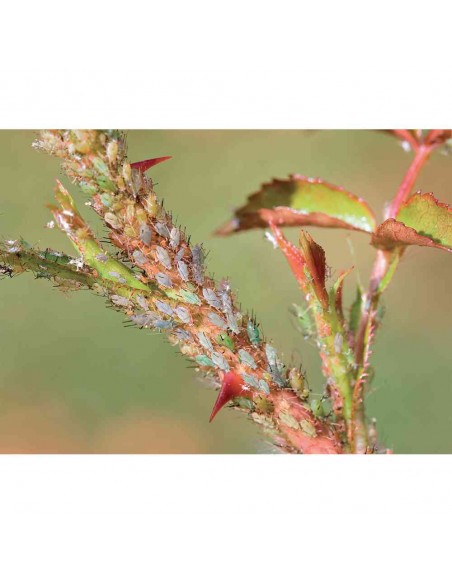 SPRINT TRIPLA AZIONE PROTEZIONE PIANTE 500ML