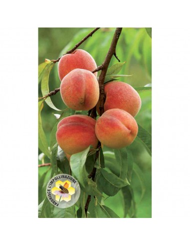 ZOLFO + RAME CON BORO, MANGANESE E... ZOLFO + RAME CON BORO, MANGANESE E...