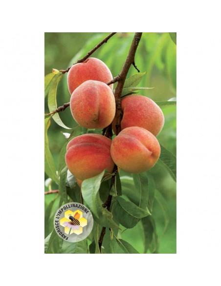 ZOLFO + RAME CON BORO, MANGANESE E ZINCO PRONTO ALL'USO 500 ML