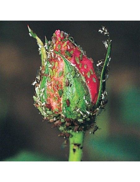 SPRINT TRIPLA AZIONE PROTEZIONE PIANTE 500ML