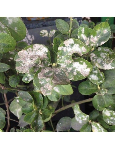 SPRINT TRIPLA AZIONE PROTEZIONE... SPRINT TRIPLA AZIONE PROTEZIONE...