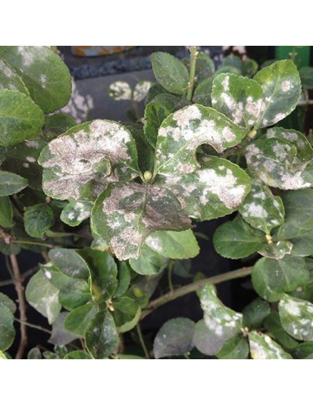 SPRINT TRIPLA AZIONE PROTEZIONE PIANTE 500ML